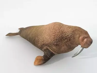 Walrus Low-poly 3D model purchase