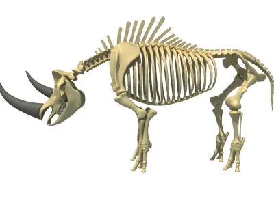 Rhino Skeleton 3D model