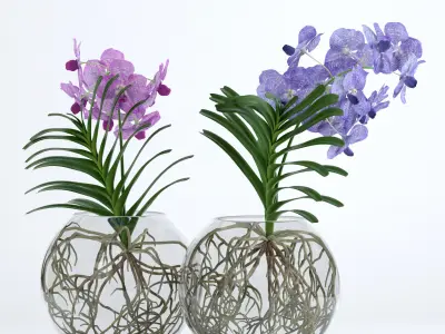 Double Vanda 3D model