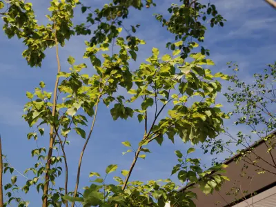 Trees - Pack 2 3D model