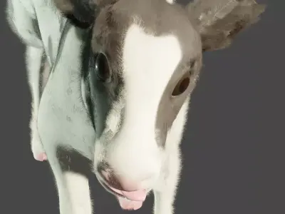 calf cow baby Low-poly 3D model