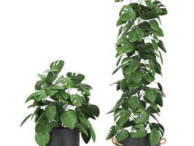 Monstera in a pot for the interior 775 3D model