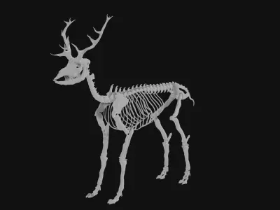 Elk skeleton 3D model