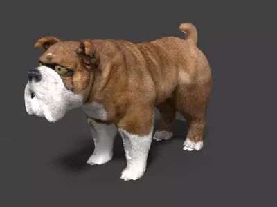 bulldog 3D model