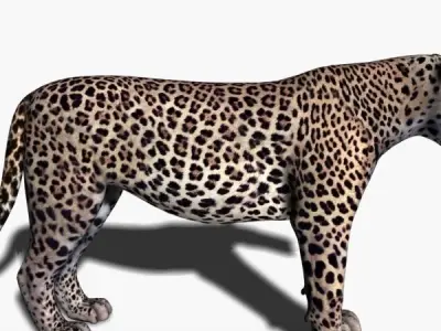 Realistic Leopard no fur - 3d model 3D model