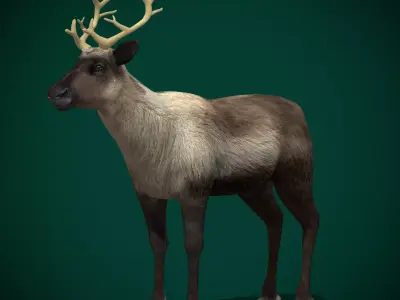 Reindeer Caribou Animal Low-poly 3D model