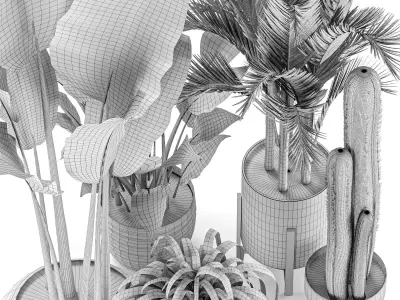 Indoor Tropical Plants Collection 3D model