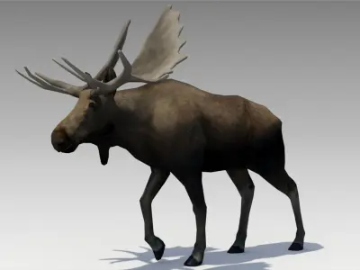 Moose Low-poly 3D model