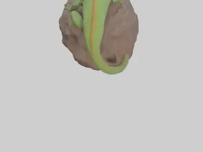 Caiman Lizard basking model Low-poly 3D model