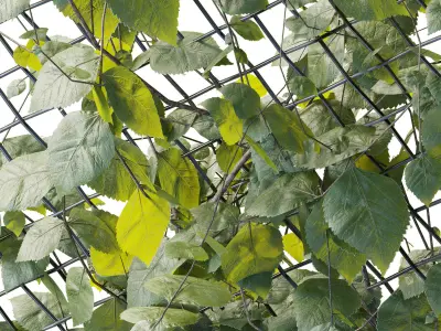 Ivy on Fence 04 Low-poly 3D model