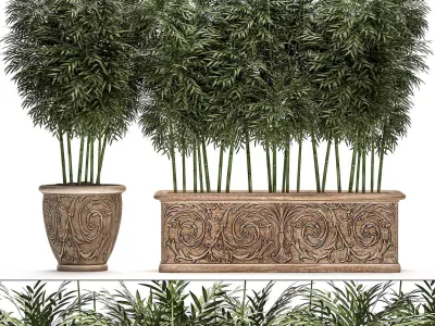 Bamboo tree in classic flowerpots for parks and garden 495 3D model