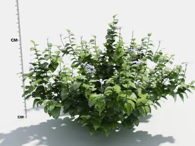 Isotoma hibiscus plant 3D model
