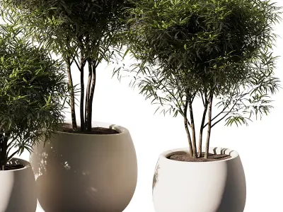 Indoor Plant Set V12 - Dracaena Reflexa  3D model