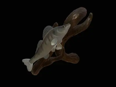 ZANDER  PIKEPERCH UNDERWATER STATUE ON THE WALL DETAILED TEXTURE 3D print model