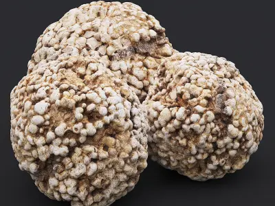Stone XVII 3D model