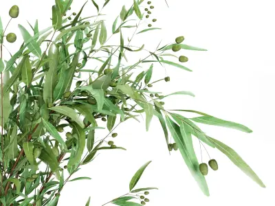  Bouquet05 Eucalyptus 3D model