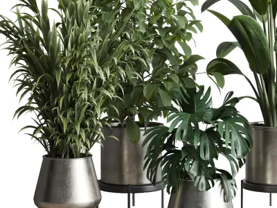 indoor plant set 348 plant ficus rubbery monstera palm Low-poly 3D model