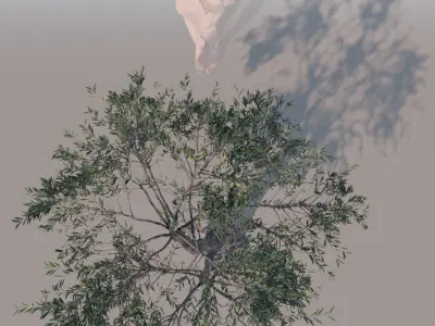 Olea europaea olive tree decorative B 3D model