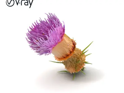 Thistle Flower Delicate Petal Model Pack Low-poly 3D model