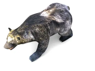 Black Bear Rigged 3D Models game Low-poly 3D model
