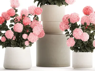 Beautiful bushes of pink hydrangea in a flower pot for home 3D model