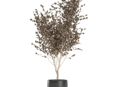 Tree in a black pot for the interior 699 3D model