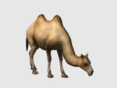 camel animation 3D model