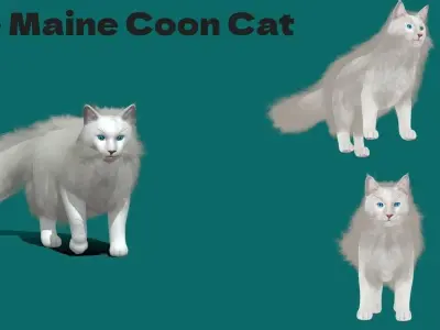 Maine Coon Cat 3D model