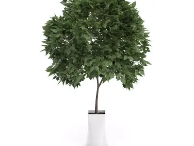 Small Tree in White Pot 3D model