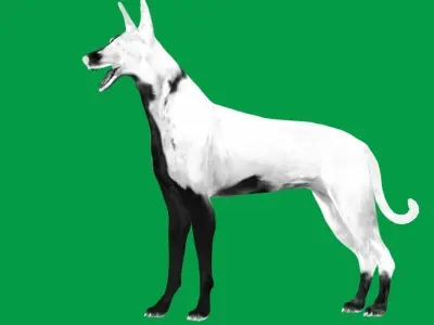 Ibizan Hound Dig 3D model