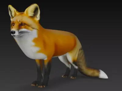 3D Fox Model 3D model