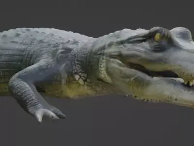 Crocodile 3D Model 3D model buy