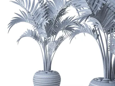 Palm Howea 3 3D model