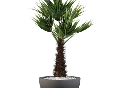 Chamaerops palm 3D model