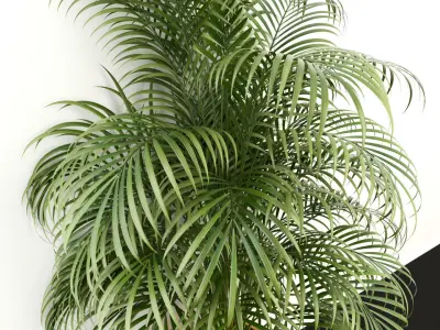 Plants collection 108 3D model