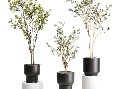 Branch Tree in a plastic pot - indoor plant 579 3D model