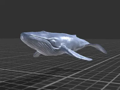 Blue Whale  Low-poly 3D model buy