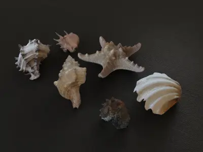 Sea shells collection Vol 1 Low-poly 3D model