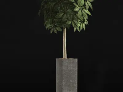 Plants Collection 46 3D model