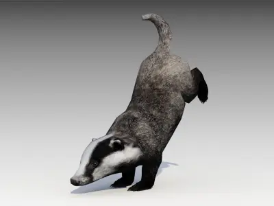 Badger Low-poly 3D model