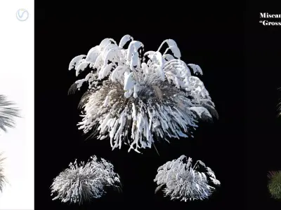 Miscanthus sinensis large pack 3D model