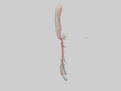 Human Brachial Artery Model Low-poly 3D model