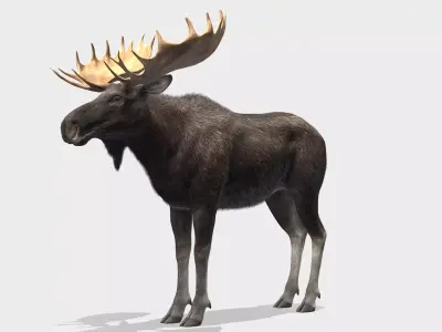 Moose - Bull Low-poly 3D model