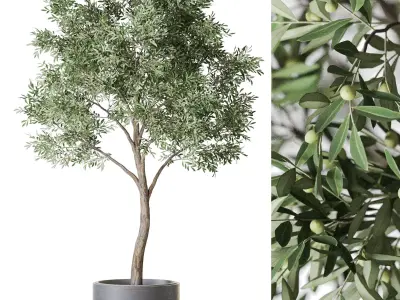 Plants collection vol 56