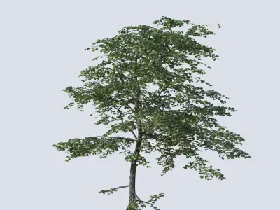 Common Plants Set Low-poly 3D model
