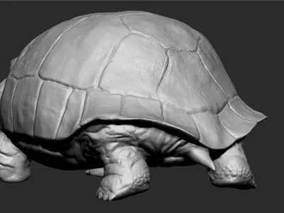 Galapagos Tortoise Sculpt 3D model
