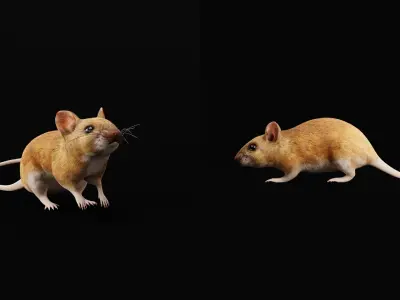 Key Largo Cotton Mouse Low-poly 3D model