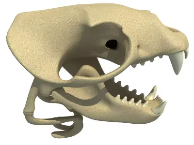 Sea Lion Zalophus Skull 3D model