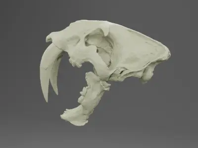 3D scan of a sabertooth tiger skull 3D model