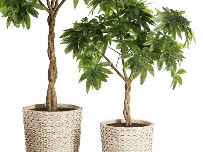 Indoor Plant SetV24 - Guiana Chestnut 3D model